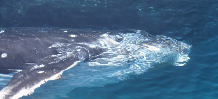 VIP Whale Watching Adventure