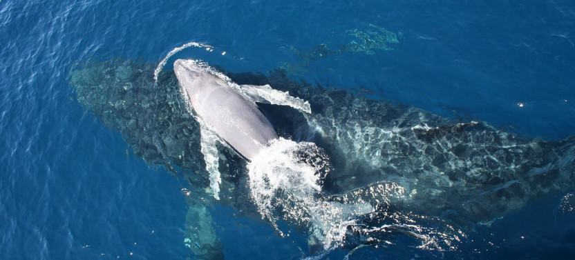 VIP Whale Watching Adventure