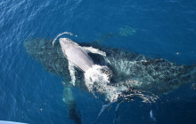 BRISBANE WHALE WATCHING1