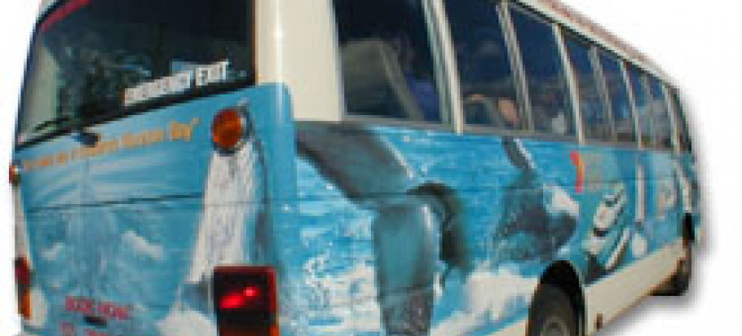 Whale Watching Adventure - Ex Brisbane CBD