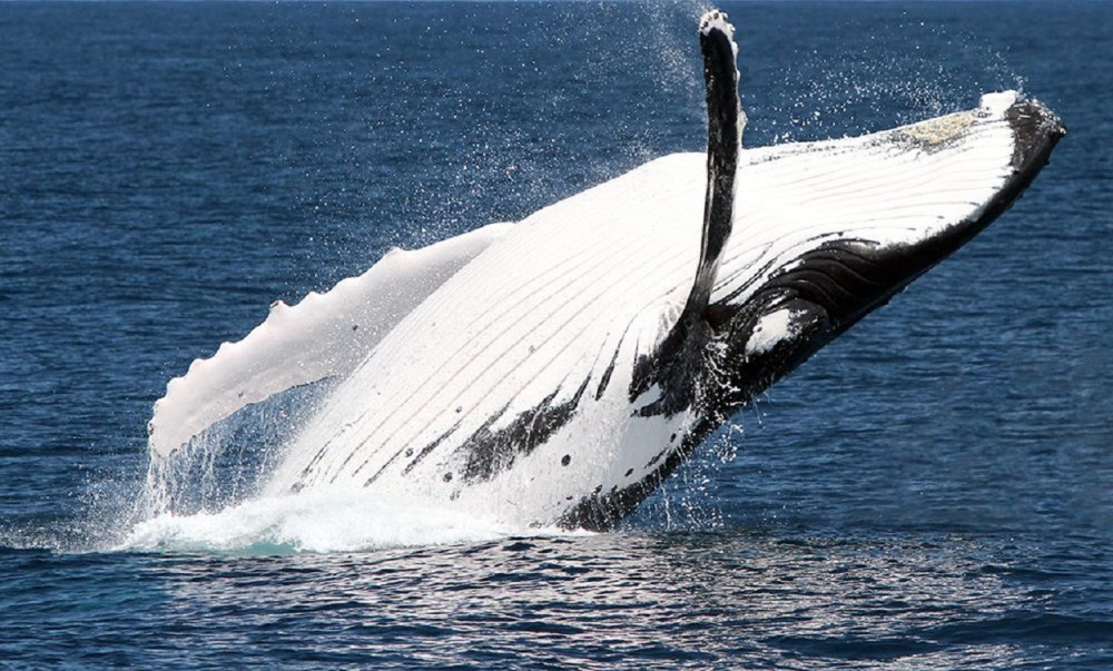 BRISBANE WHALE WATCHING