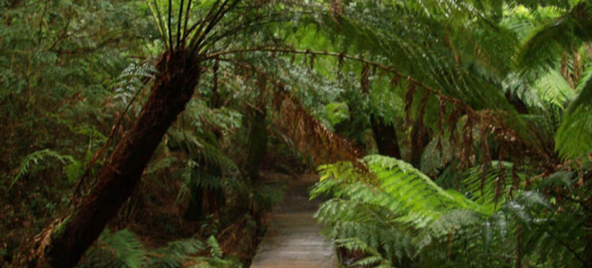 Great Ocean Road Small Group Tour from Melbourne