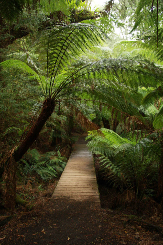 Great Ocean Road Tour with Hotel Pickup from Melbourne