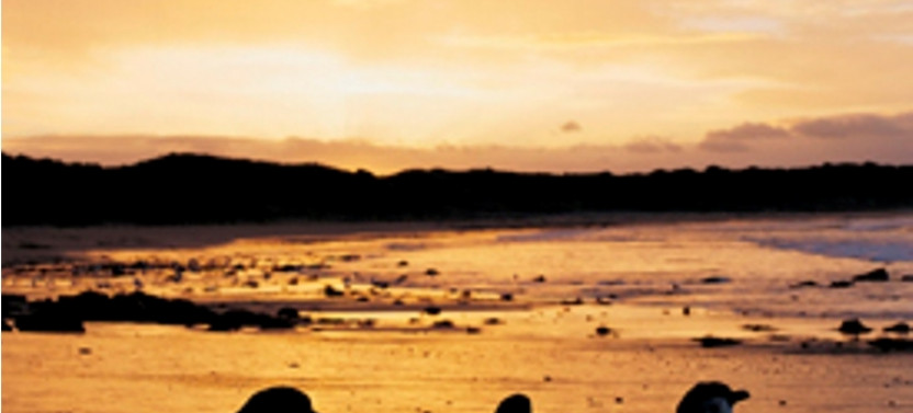 Phillip Island and Moonlit Sanctuary Tour from Melbourne