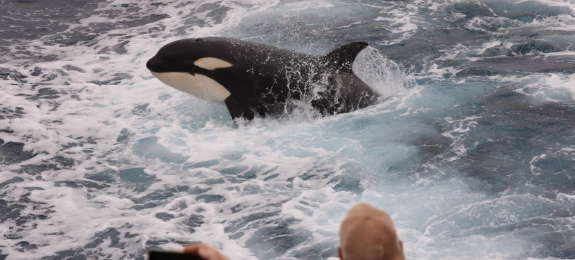 Bremer Canyon Killer Whale (Orca) Expedition