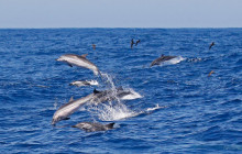 Naturaliste Charters13