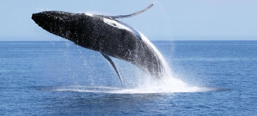 Dunsborough Whale Watching Eco Tours