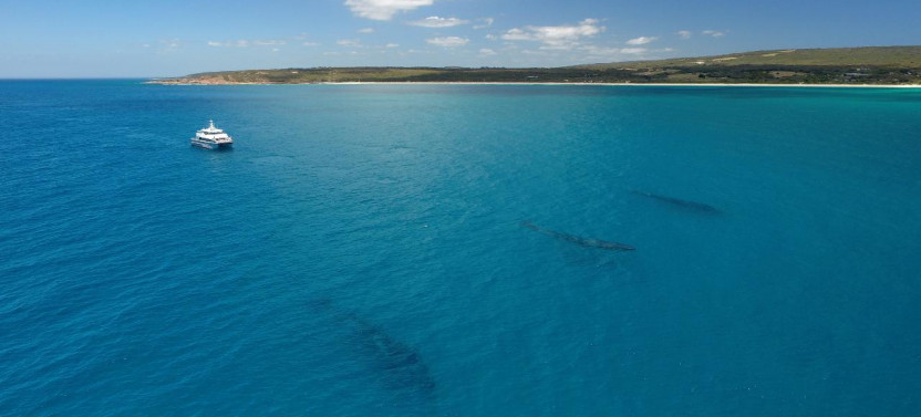 Dunsborough Whale Watching Eco Tours