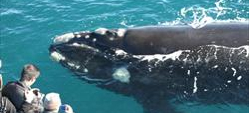 Augusta Whale Watching Eco Tours