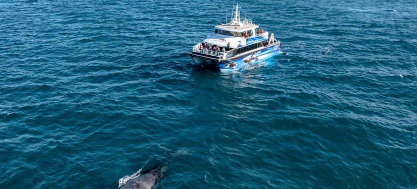Augusta Whale Watching Eco Tours