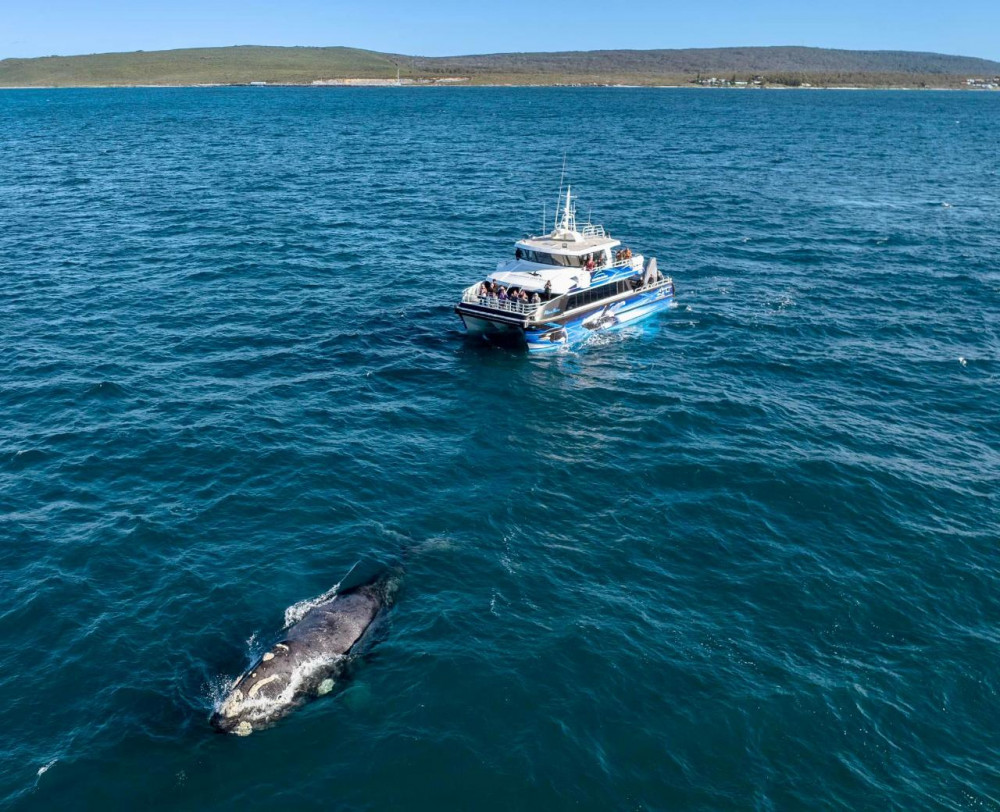 Augusta Whale Watching Eco Tours