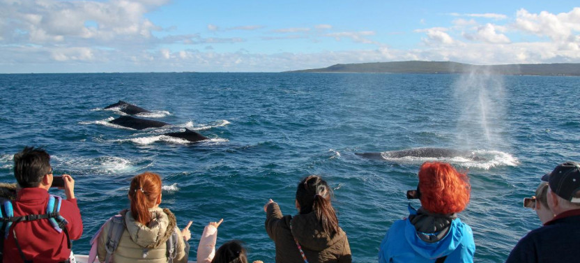 Augusta Whale Watching Eco Tours