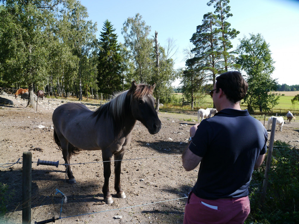 Viking Age 8 Hour Tour with Sigtuna and Icelandic Horses