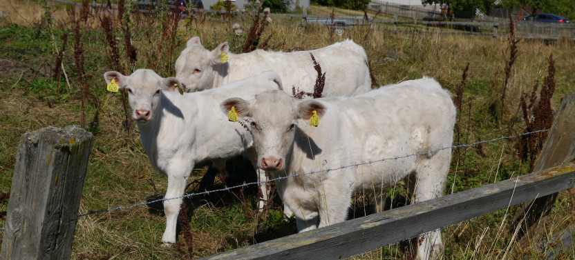 Countryside Shops, Local Food Tasting & Private Farm Visit from Stockholm