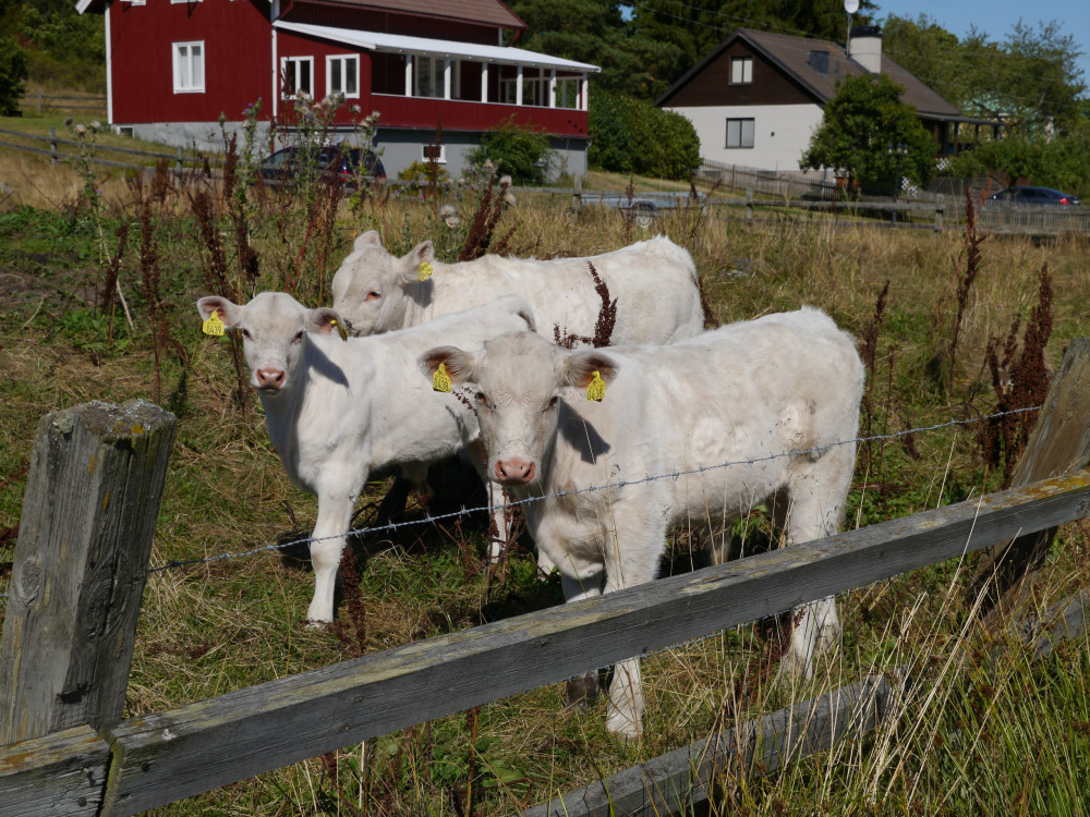 3 in 1 Tour - Horror Walk, Hill Fort Climb and a Cute Animal Farm Visit