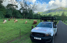 Moorea Safari Tours - Albert 4x4 Jeep Tours9