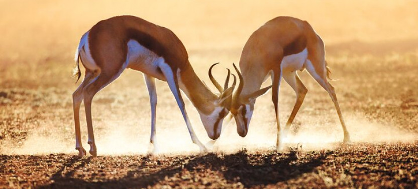 7 Days: Cape Town To Kruger - Private City And Safari Trip