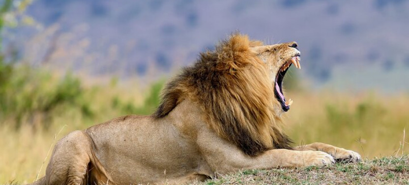 7 Days: Cape Town To Kruger - Private City And Safari Trip