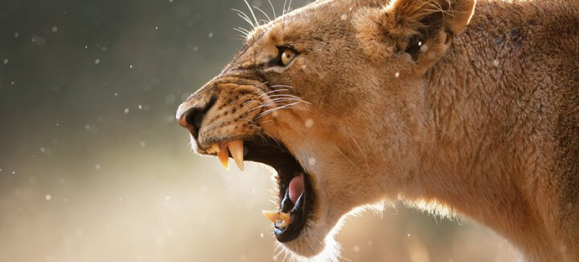 7 Days: Cape Town To Kruger - Private City And Safari Trip