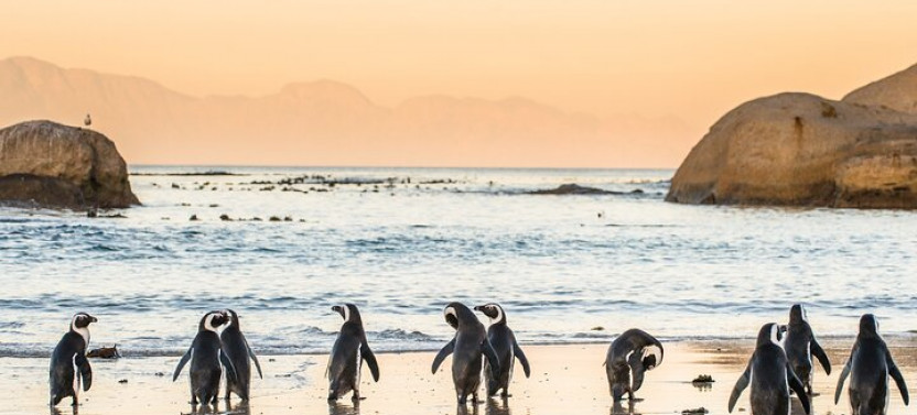 7 Days: Cape Town To Kruger - Private City And Safari Trip