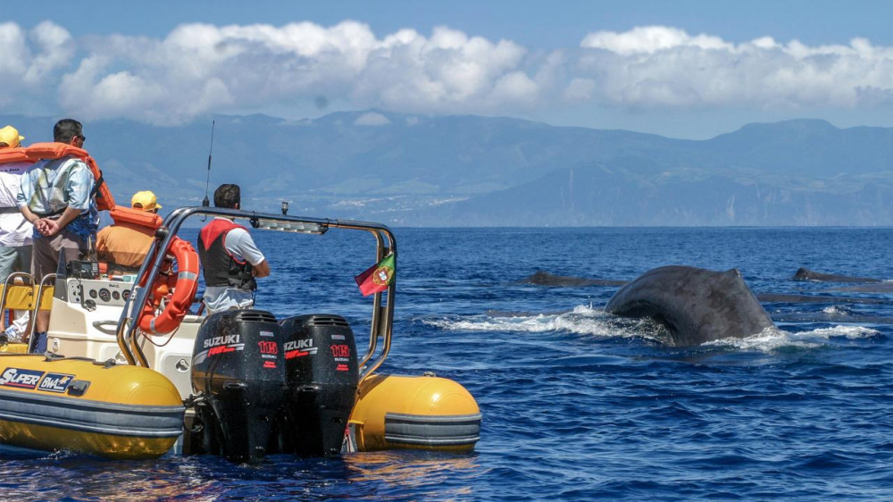 Whales & Lagoa do Fogo Volcano And Hot Springs Tour