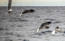 Azores Whale Watching TERRA AZUL2