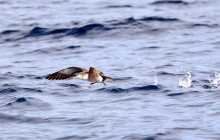 Azores Whale Watching TERRA AZUL3