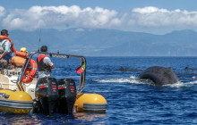 Azores Whale Watching TERRA AZUL1