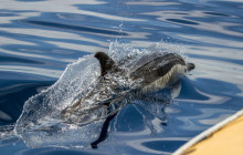 Azores Whale Watching TERRA AZUL3