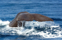 Azores Whale Watching TERRA AZUL4