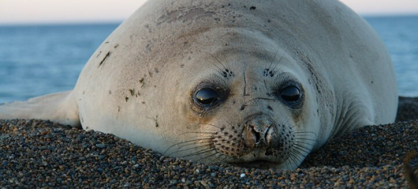 Peninsula de Valdes - Puerto Madryn (Shared Tour for Cruises)