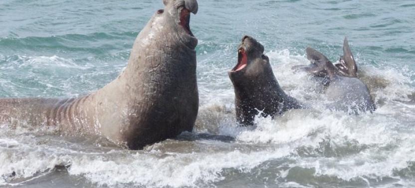 Peninsula de Valdes - Puerto Madryn (Shared Tour for Cruises)