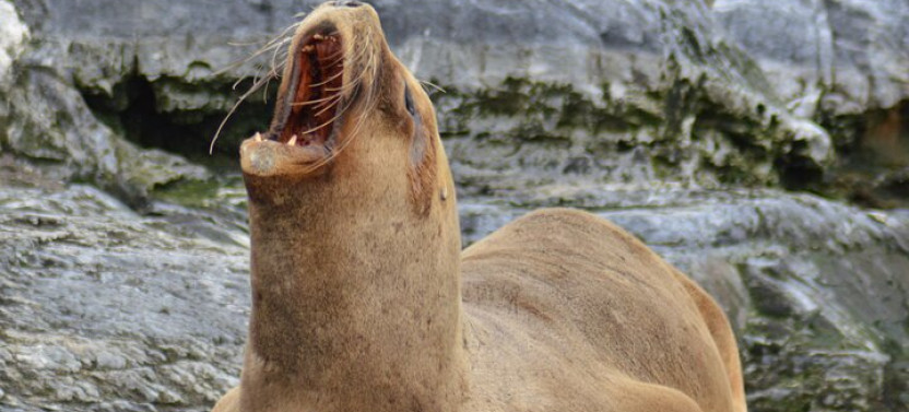 Peninsula de Valdes - Puerto Madryn (Shared Tour for Cruises)