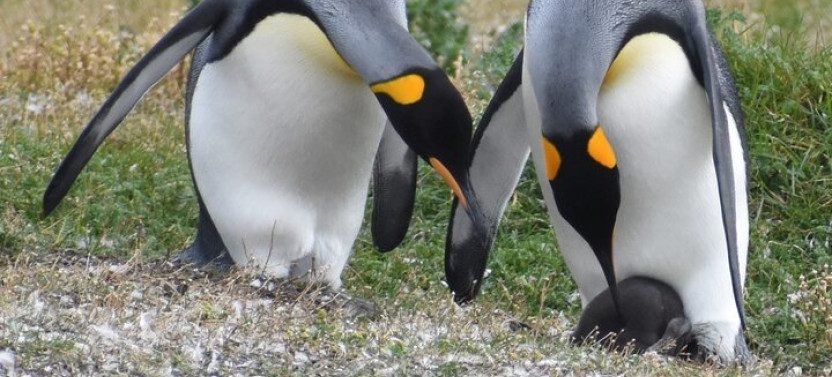 Navigation to the Penguins Island - Ushuaia - Beagle Channel