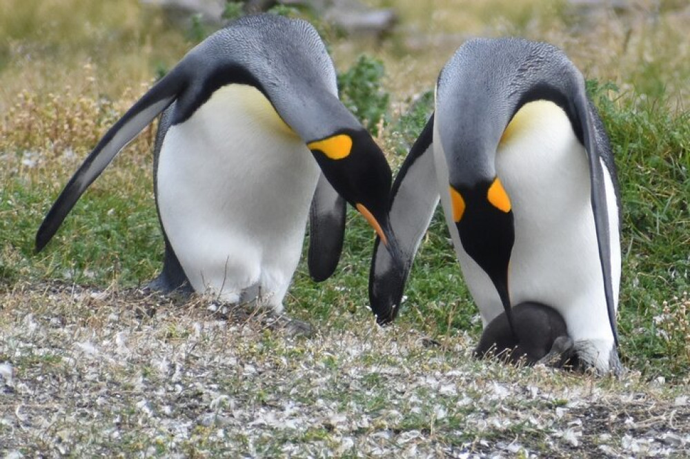 Navigation to the Penguins Island - Ushuaia - Beagle Channel