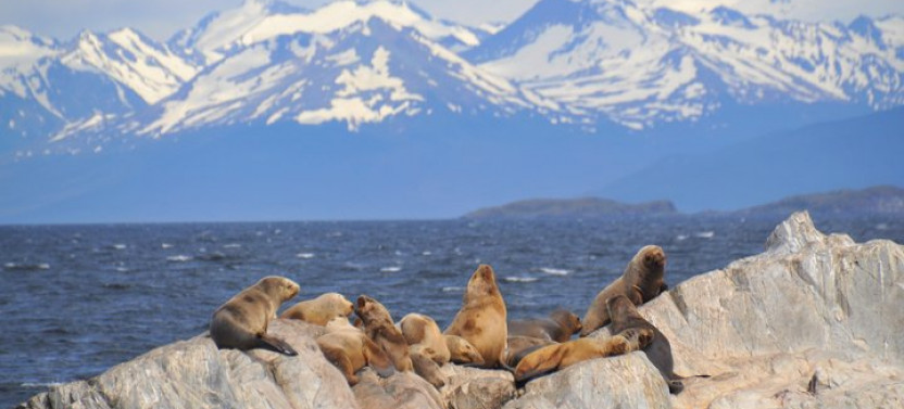 Navigation to the Penguins Island - Ushuaia - Beagle Channel