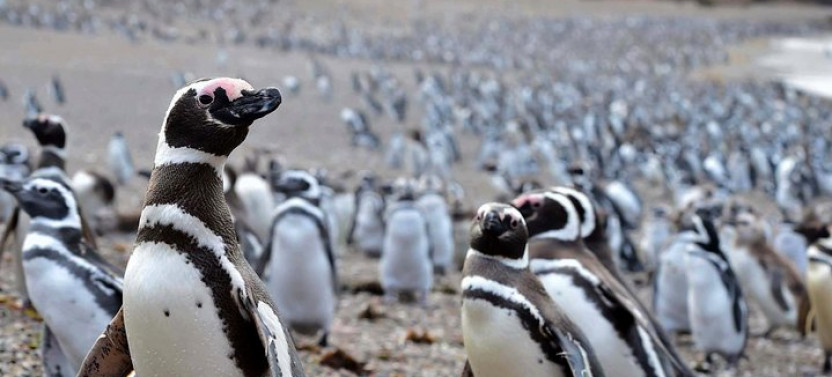 Punta Tombo Shore Excursion to Magellan Penguin Colony w/ Box Lunch