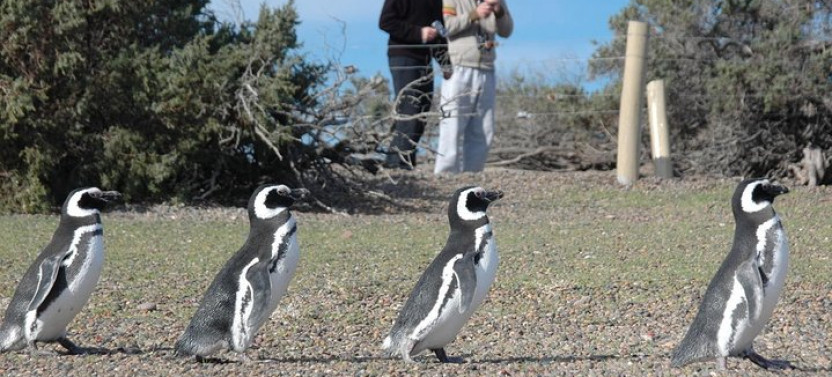Punta Tombo Shore Excursion to Magellan Penguin Colony w/ Box Lunch
