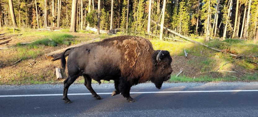 Yellowstone Private Tour