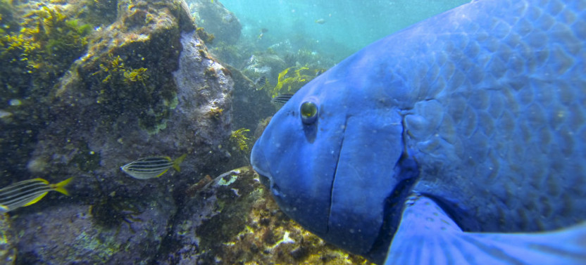 2.5hr Manly Snorkel Walk and Talk Tour