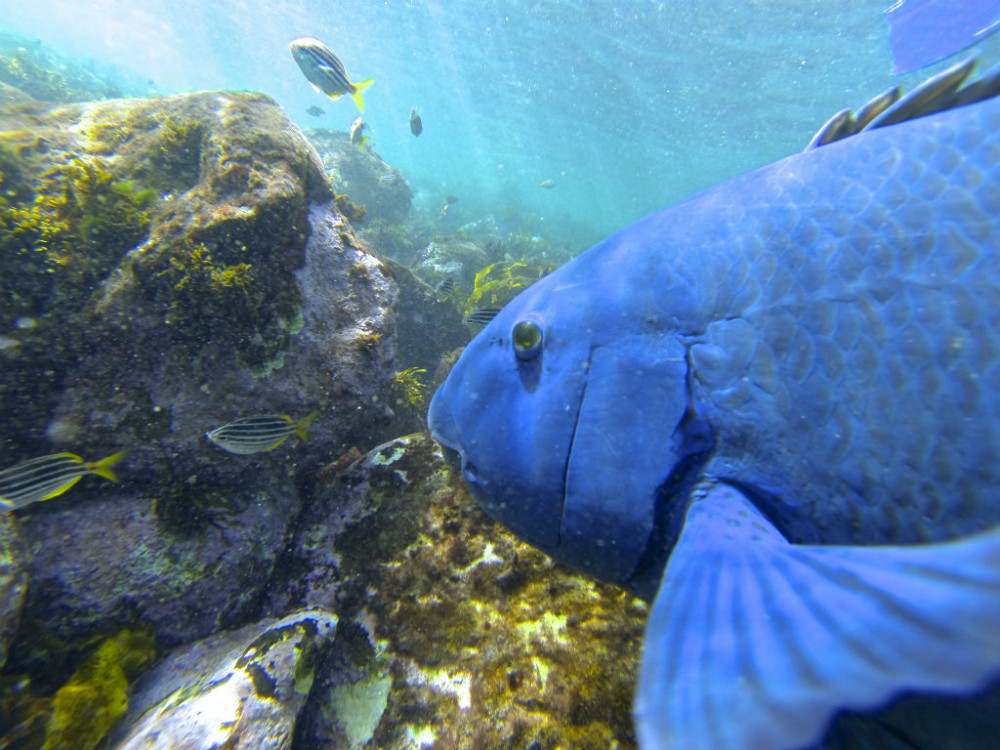 2.5hr Manly Snorkel Walk and Talk Tour