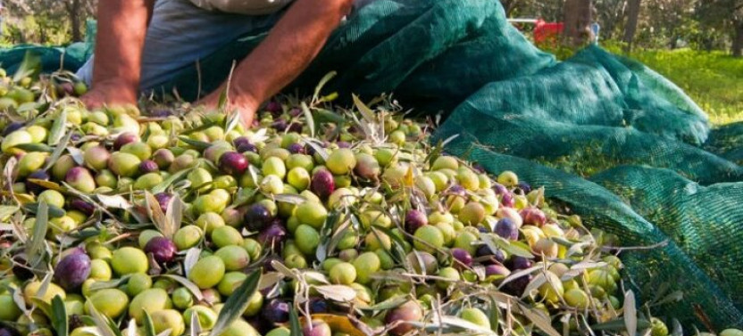 Private Olive Harvest and Local Culinary Delights Tour