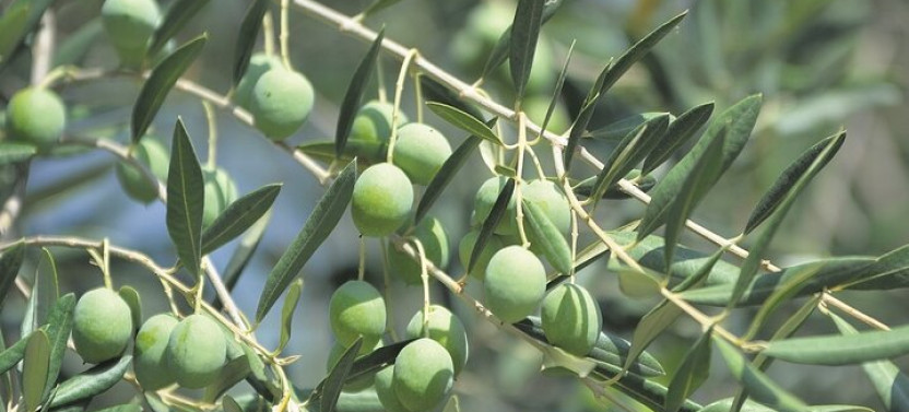 Private Olive Harvest and Local Culinary Delights Tour