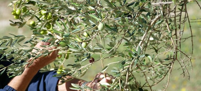 Private Olive Harvest and Local Culinary Delights Tour