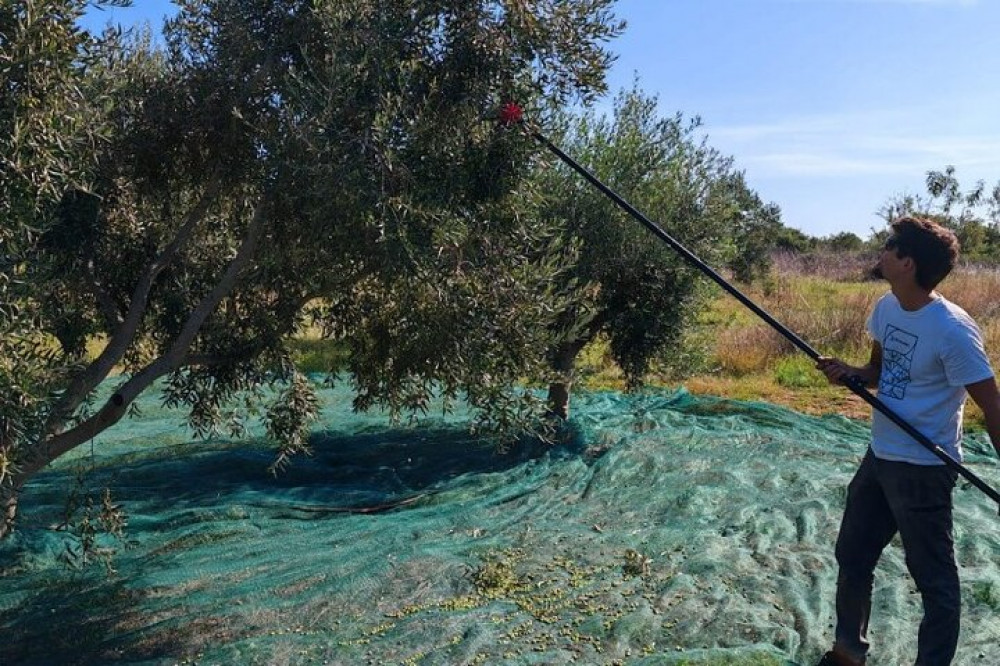 Private Olive Harvest and Local Culinary Delights Tour