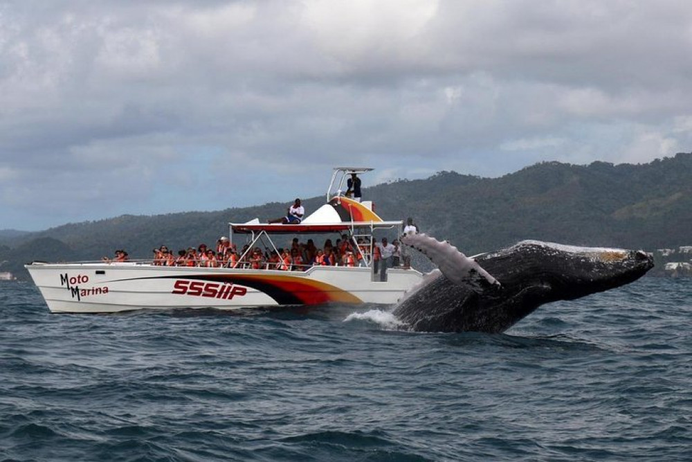 Whale Watching Tour from Santo Domingo w/ Bacardi Island & Lunch