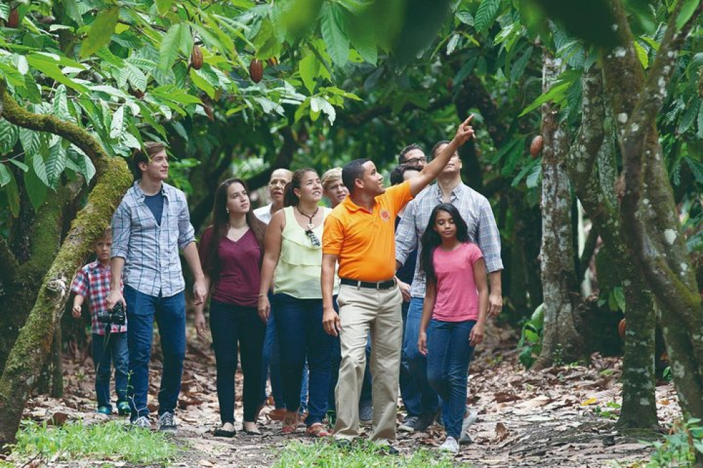 Cocoa Trail and Making of Chocolate Tour from Santo Domingo