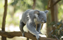 Koala and River Cruises2