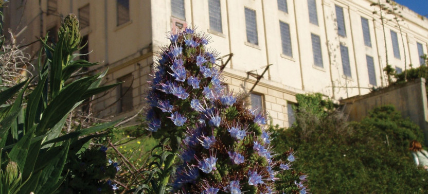 2 Day Combo Package - Alcatraz & Streets of San Francisco Ebike Tour