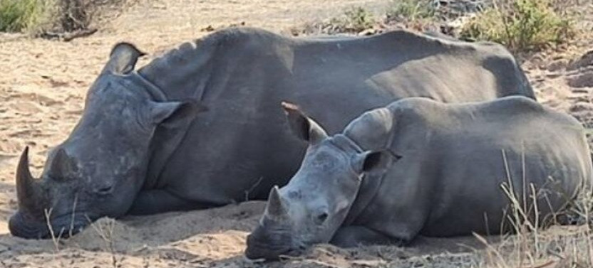 Rhino Walking Safari